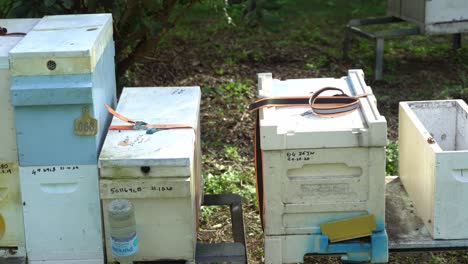 Pan-left-bee-boxes-Australian-apiary-in-green-nature