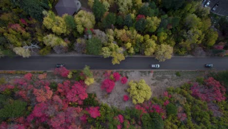 Aerial:-top-shot-of-cars-driving-through-colorful-mountain-forest-trees-in-fall