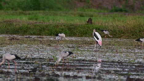 Standing-in-the-middle-of-the-muddy-paddy,-turns-its-head-to-the-right,-other-Storks-feed-around