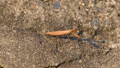 Brown-Praying-Mantis-or-Mantid-Turn-Around-His-Head-Looking-for-Prey-While-Standing-on-a-Big-Stone-at-Sunset-in-South-Korea
