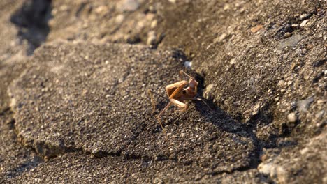 Brown-Praying-Mantis-or-Mantid-from-the-Mantidae-family-Sitting-on-the-Rock-and-Suck-HIs-Leg-Holding-it-in-Foreleg-Claw-at-Sunset