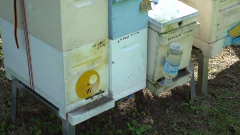 Bees-going-in-and-out-of-honey-hive-box-Australian-apiary-syrup-bottle