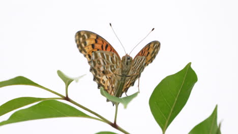 Indischer-Fritillary-Schmetterling,-Der-Auf-Einem-Blatt-Sitzt-Und-Seine-Flügel-Bewegt