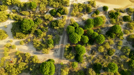 Aerial-Flying-Over-Pedestrian-Walk-Road-Through-Umbrella-Pine-Forest-in-Spanish-Dunes-Towards-Shallow-Water-of-Piedras-River-in-El-Rompido-City,-top-down-view-or-directly-above