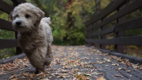 Cute-and-Fluffy-Mini-Golden-Doodle-Puppy-Dog-Running-in-Slow-Motion