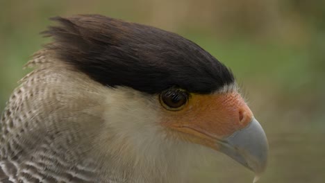 Isolated-close-up-shot-of-a-Southern-Crested-Caracara-