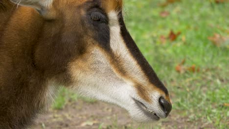 Extreme-Nahaufnahme-Der-Seitenansicht-Des-Gierens-Einer-Kauenden-Rappenantilope