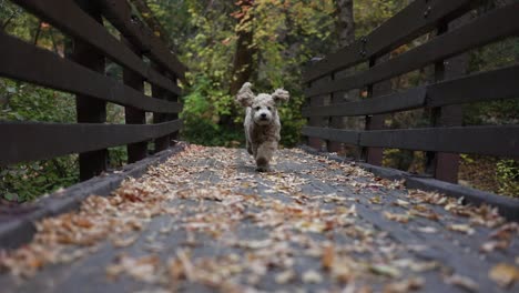 Adorable-Fluffy-Puppy-Dog-Running-in-Slow-Motion-on-Bridge-with-Autumnal-Fall-Colored-Leaves