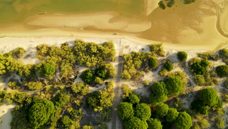 Aerial-Flying-Over-Pedestrian-Walk-Road-Through-Umbrella-Pine-Forest-in-Spanish-Dunes-Towards-Shallow-Water-of-Piedras-River-where-one-unrecognizable-person-walks-along-the-beachline,-El-Rompido-City