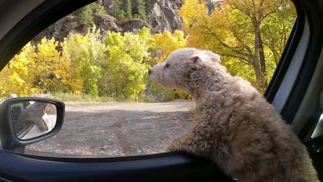 Puppy-Dog's-Fur-Blowing-in-the-Wind-as-he-puts-Head-out-of-Car-Window