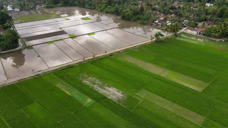 aerial-view,-showing-fertile-rice-fields-and-rice-fields-to-be-planted-with-rice,-there-is-a-path-that-is-being-passed-by-local-residents
