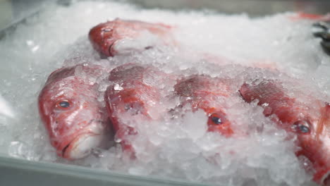 Ganzer-Roter-Schnapper-Bedeckt-Mit-Eis-In-Der-Vitrine-Des-Fischhändler-Meeresfrüchtemarktes,-Hd