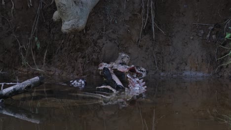Almost-dark,-seen-feeding-on-the-carcass-of-a-Sambar-Deer-within-the-skeleton