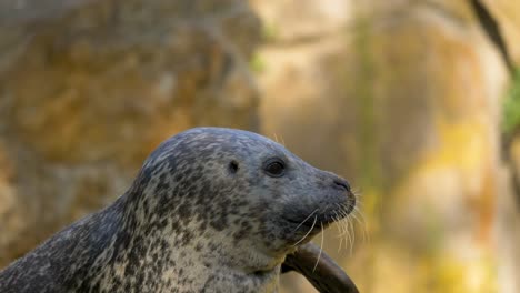 Harbour-Seal-uses-his-flippers-to-scratch-his-head
