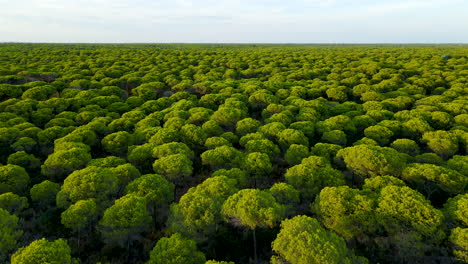Aerial-backwards-flight-Flying-Over-Dense-Parasol-Pine-Tree-Forest-Of-El-Rompido-In-Spain---Beautiful-green-surface-of-treetops