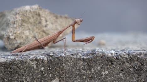 Brown-Mantid-from-the-Mantidae-family-of-Mantises-stay-motionless-looking-at-camera-lens-and-then-slowly-crawls-out-of-frame,-soft-focus-close-up-side-view