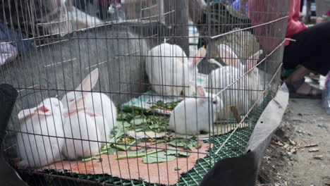 Nahaufnahme-Von-Babys-Und-Erwachsenen-Weißen-Kaninchen-In-Einem-Metallkäfig,-Vietnam
