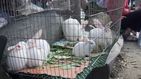 close-up-of-baby-and-adult-white-rabbits-inside-a-metal-cage,-Vietnam