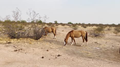 Pan-across-three-wild-horses-roaming-the-Sonoran-Desert-near-Scottsdale,-Arizona