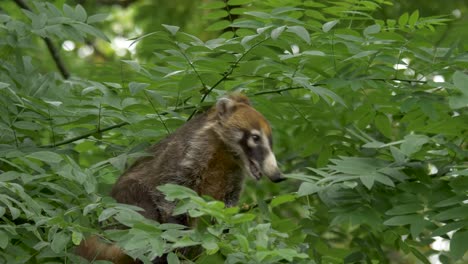 Beautiful-shot-of-a-White-Nosed-Coati-sitting-in-a-tree-overlooking-the-tropical-woodlands