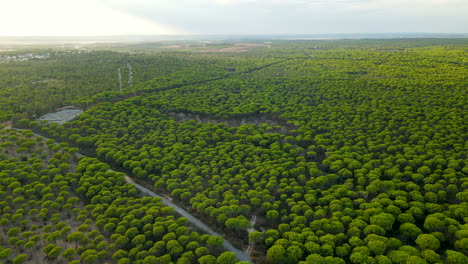 Hochwinkelaufnahme-Mit-Gigantischem-Pinienwald-In-Spanien-Im-Sommer---4K-Drohnenüberführung---Grüne-Baumwipfellandschaft---El-Rompido