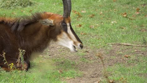 Profile-side-view-of-a-chewing-Sable-antelope-