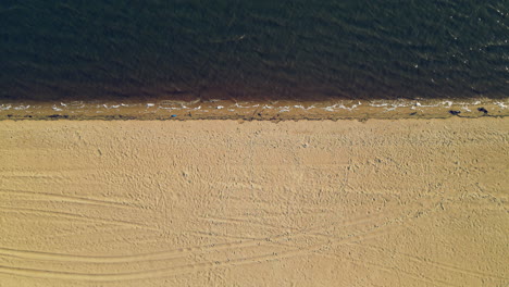 Aerial-top-down-of-empty-sandy-beach-and-calm-Atlantic-Ocean-shore-during-sunny-day-in-Spain,Europe