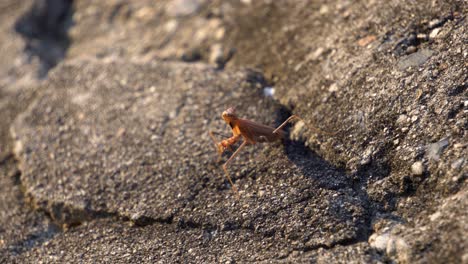 Brown-Praying-Mantis-or-Mantid-Slowly-Turn-on-Sides-His-Head-while-Staying-Motionless-Looking-for-Prey-Standing-on-a-Big-Stone-at-Sunset-in-South-Korea