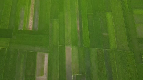 Luftaufnahme,-Die-üppig-Grüne-Reisfelder-In-Indonesien-Zeigt