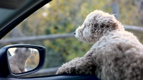 Maltipoo-Dog-Looks-Out-the-Open-Window-of-the-Car-While-Driving