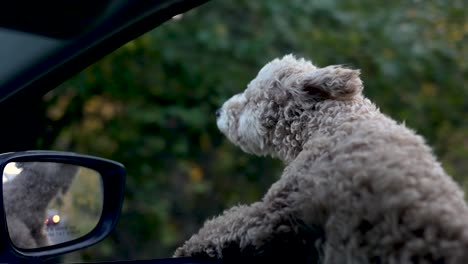 Maltipoo-Breed-Puppy-Dog-with-Head-out-of-Car-Window-on-Autumn-Drive