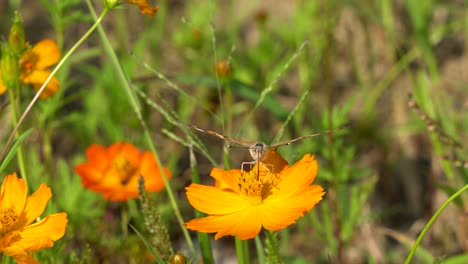 Painted-lady-or-Vanessa-Cardui-butterfly-Taking-Nectar-with-Proboscis-from-Orange-Cosmos-Flower-on-sunny-summer-day