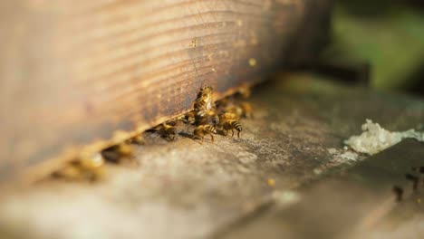 Slow-motion-shot-of-bees-coming-in-and-out-of-their-bee-hive
