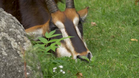 Close-up-of-a-tired-sleeping-Sable-antelope-laying-on-a-grass-field-in-Southern-Africa