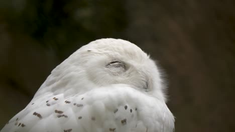 Close-up-of-a-tired-snowy-owl-