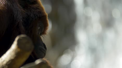 Close-up-of-a-tired-Red-Howler-monkey-