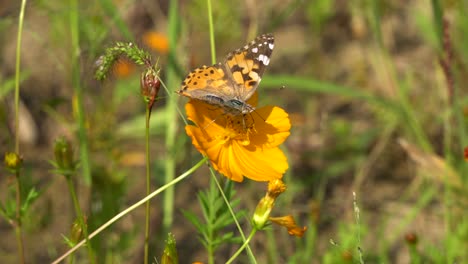 Distelfalter-Oder-Vanessa-Cardui-Schmetterling,-Der-Bei-Sonnenuntergang-Nektar-Aus-Der-Orangefarbenen-Kosmosblume-Nimmt