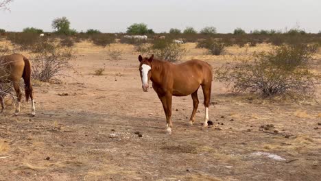 Ein-Wildes-Pferd-Dreht-Sich-Um,-Um-In-Die-Kamera-Zu-Schauen,-Sonora-wüste,-Scottsdale,-Arizona