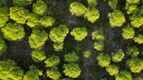 Pinienwald-Baumwipfel-In-Spanien---Luftaufnahme-Von-Oben-Nach-Unten-Mit-Spin-Turn-Around