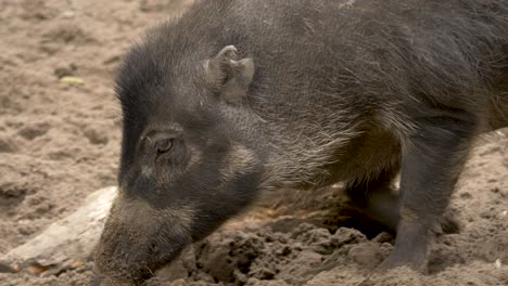Tracking-shot-of-the-endangered-Visayan-Warty-Pig-in-search-of-food