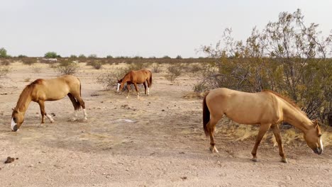 Pan-to-right-of-three-wild-horses-searching-for-grass-along-the-desert-floor,-Sonoran-Desert-near-Scottsdale,-Arizona