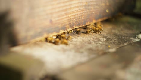 Slow-motion-shot-of-bees-flying-in-and-out-of-their-bee-hive