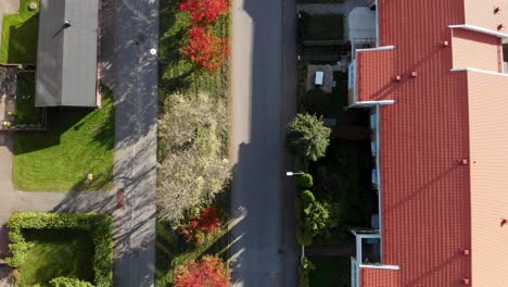 Bird's-Eye-View-of-a-Symmetrical-Tree-Line-with-Red,-Orange-and-Yellow-Leaves