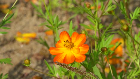 Biene-Bestäubt-Bunte-Orangefarbene-Kosmosblume-Sammelt-Pollen-Und-Nektar-Und-Fliegt-Am-Hellen,-Sonnigen-Frühlingssommer-Oder-Frühen-Herbsttag-Bei-Sonnenuntergang-Davon