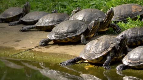 Wide-view-of-a-large-group-of-Yellow-bellied-sliders-