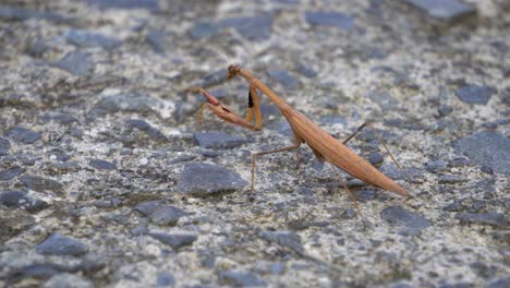 Brown-Praying-Mantids-Hunting-Motionless-Holding-Position-and-Then-Slowly-Crawls-Out-of-Frame-while-Standing-on-Stony-Road,-Soft-Focus-close-up-back-view