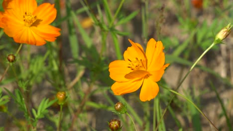 A-bee-pollinates-Orange-Cosmos-Flower-with-orange-blooms-in-the-garden
