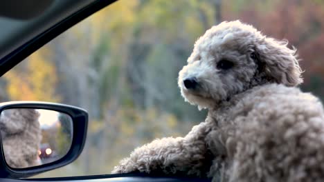 Cute-Maltipoo-Puppy-On-Car-Window-Blowing-Its-Fluffy-Coat