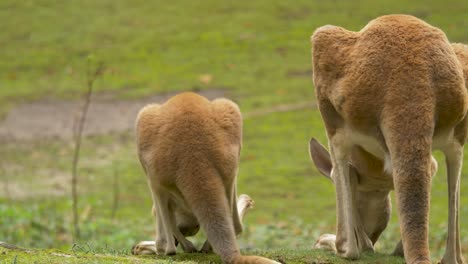 Dos-Hermosos-Canguros-Rojos-Parados-En-Un-Prado-Verde-Y-Exuberante-En-Australia