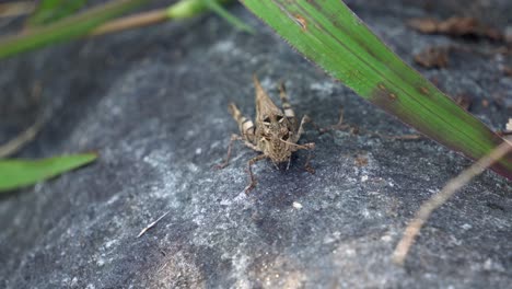 Dissosteira-Carolina,-Carolina-grasshopper,-Carolina-locust,-Brown-winged-Grasshopper,-Road-duster-jumps-and-creeps-on-stone-at-sunset,-Macro-wildlife---front-view